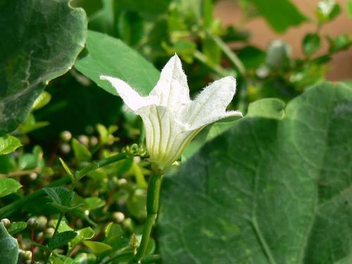 Cephalandra Indica, Color : White