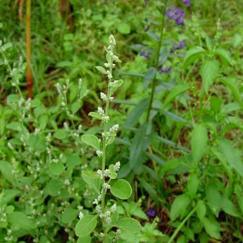 Aerva Lanata Leaves