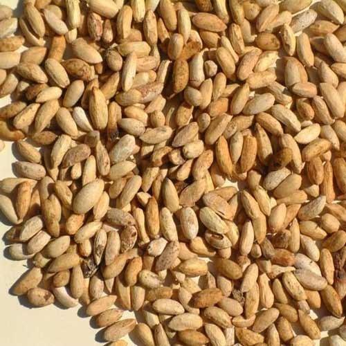 Organic neem seeds, for Medicine, Packaging Type : Plastic Bags