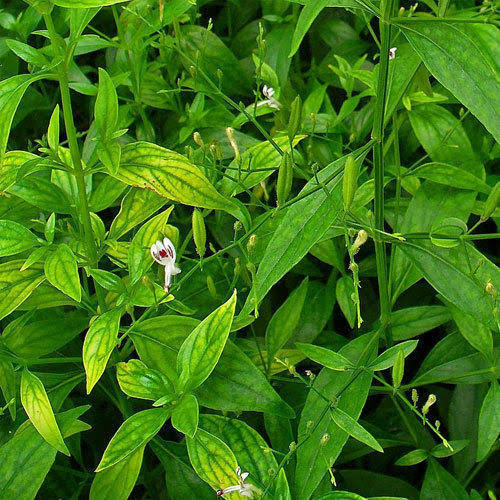 Nilavembu Leaves