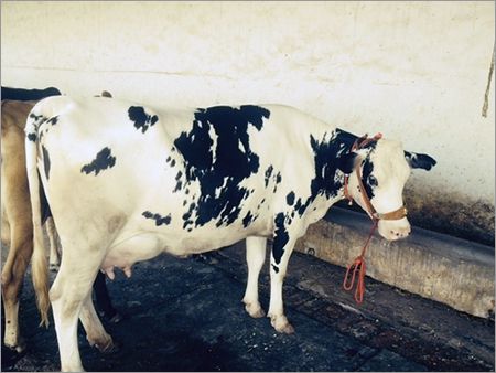 Dairy HF Cow, for Farming Use