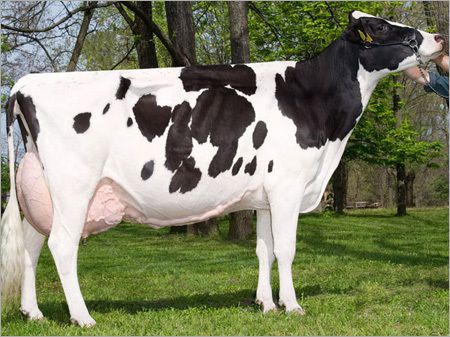 Dairy Holstein Friesian Cow, for Farming Use, Color : Black, White