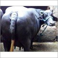 Dairy Nilliravi Buffalo, for Farming Use