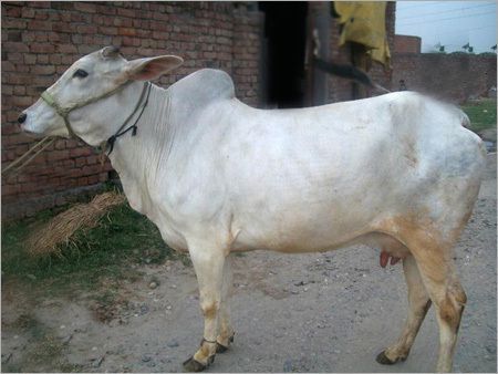 Haryana Cattle Breed Cow, for Dairy Use, Farming Use, Color : White