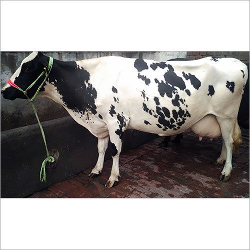 Haryana Dairy Cow, for Farming Use