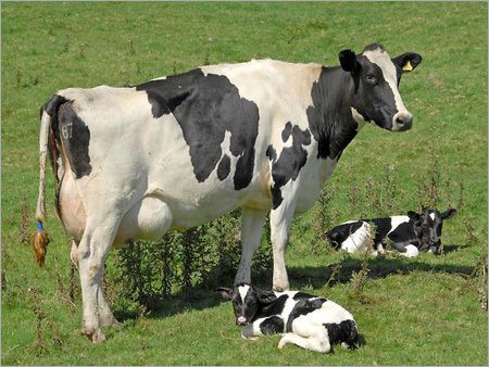 Holstein Friesian Dairy Cow, for Farming Use at Rs 50,000 / Unit in ...