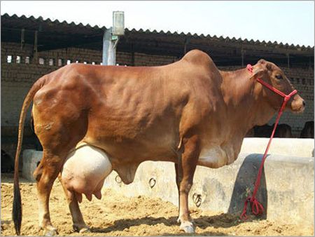 KDF 10 Indian Sahiwal Cow, for Dairy Use, Farming Use