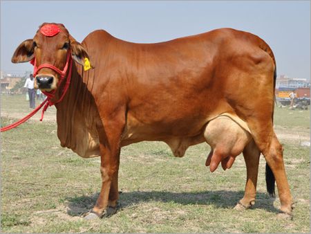 KDF 11 Indian Sahiwal Cow, for Dairy Use, Farming Use, Color : Brown, Red