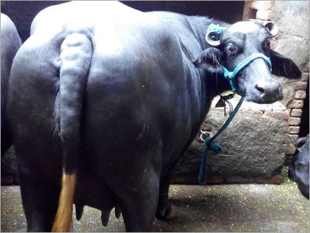 Murrah Black Buffalo, for Dairy Use, Farming Use
