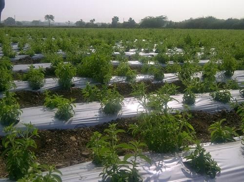 Stevia Powder, Packaging Type : PP Bag