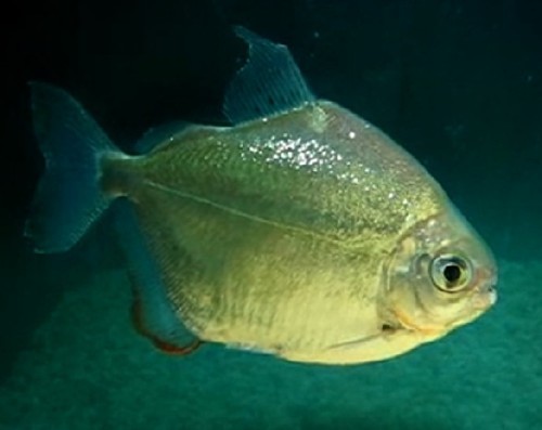 Characin Tropical Fish