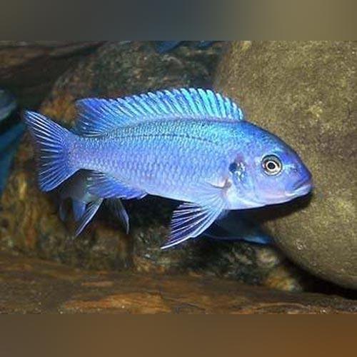 Cichlid Fish