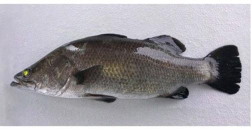 Sea Bass Fish, Packaging Type : Thermocol Box