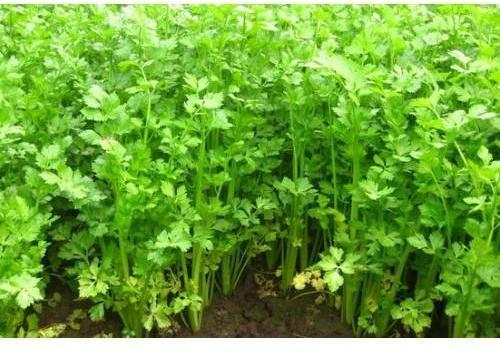 Natural Celery Leaves, Feature : Full With Iron, Good For Health, High In Vitamin D, Nutritious, Protein