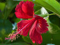 ABO Hibiscus Dry Flower