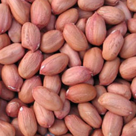 Common Groundnut Kernels, for Agriculture, Cooking, Food, Style : Raw