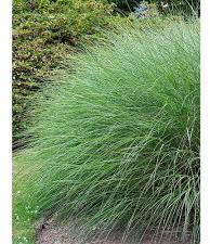 ornamental grasses