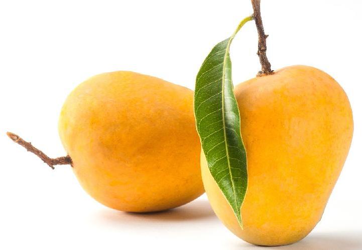 Organic Fresh Kesar Mango, Color : Yellow