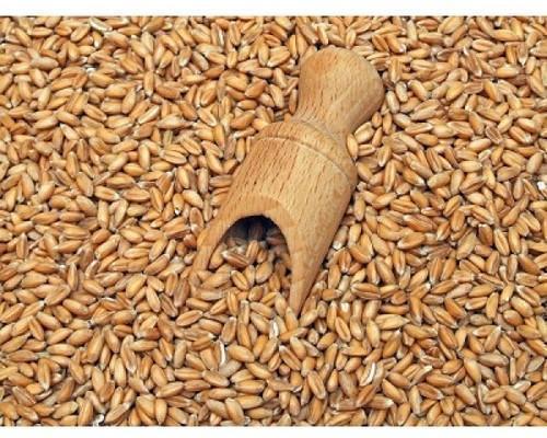 Organic Khapli Wheat