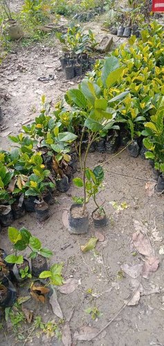 Natural Jackfruit Plant, for Ayurvedic Medicine, Length : 0-3Ft