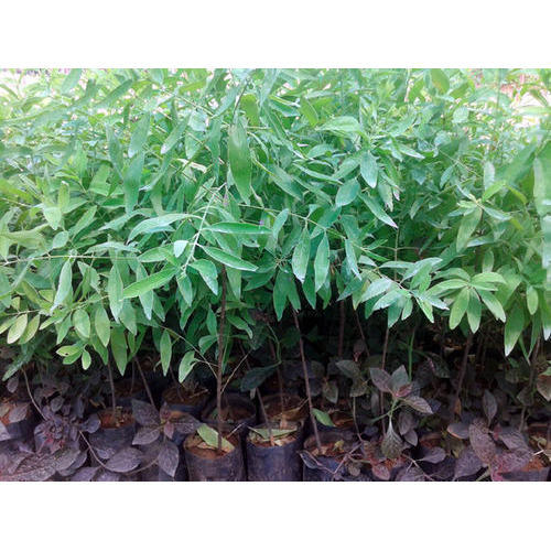 Red Sandalwood Plant Buy Red Sandalwood Plant For Best Price At Inr 35 Piece Approx