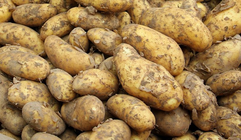 Organic fresh potato, Feature : boost health heart, reduce cholesterol level, improve eye's health.