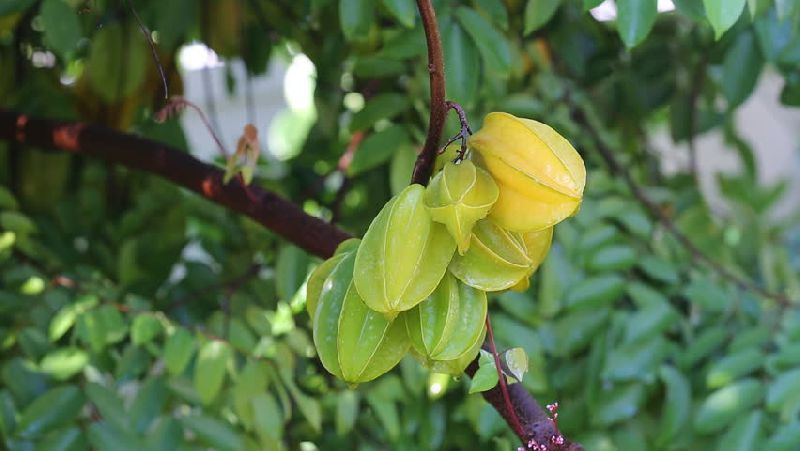 Fresh Star Fruit, Packaging Type : Net Bag