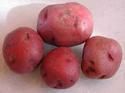 Lady Rosetta Potato, Packaging Size : 50 Kg