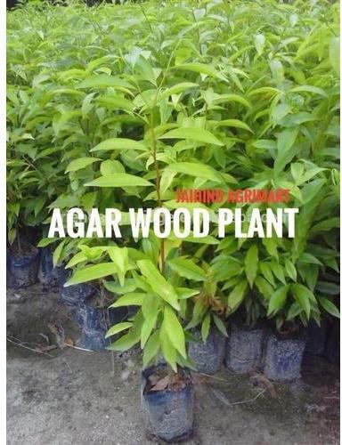 agarwood plant