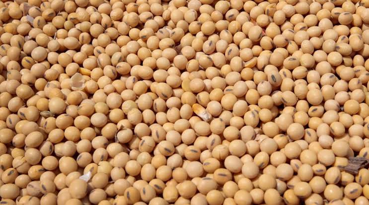 Natural Soybean Seeds, for Cooking, Human Consumption, Feature : High Nutritional Value, Low Moisture
