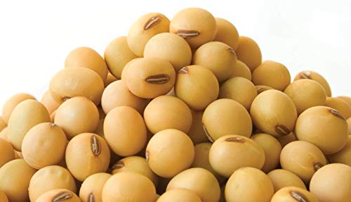 Whole Soybean Seeds, for Cooking, Human Consumption, Feature : High Nutritional Value, Low Moisture