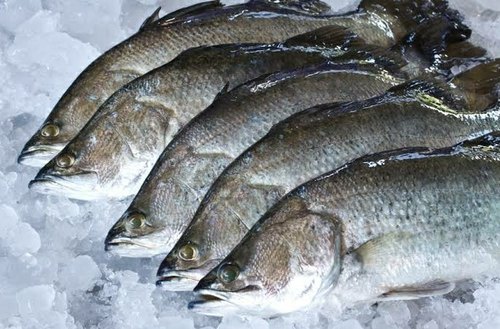 Sea Bass Fish, Packaging Type : Plastic Bags