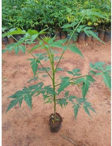 Organic Natural Malabar Neem Plant, for Nursery Use, Outdoor Use, Color : Green