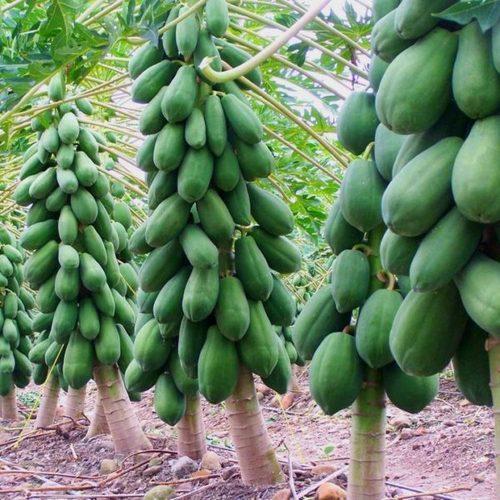 Natural Papaya Plant, Color : Green