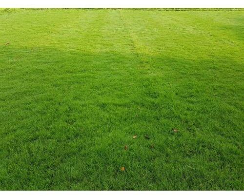 Lawn Grass Plant, for Garden, Home, Play Ground, Restaurant, Wedding Ground, Feature : Good Quality