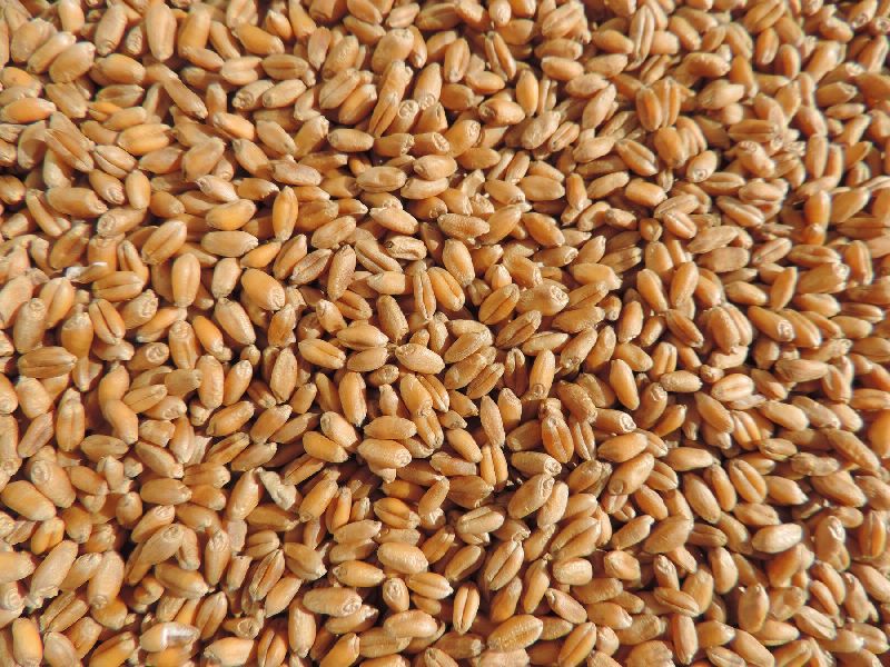 Common Wheat Seeds, for Food, Style : Dried