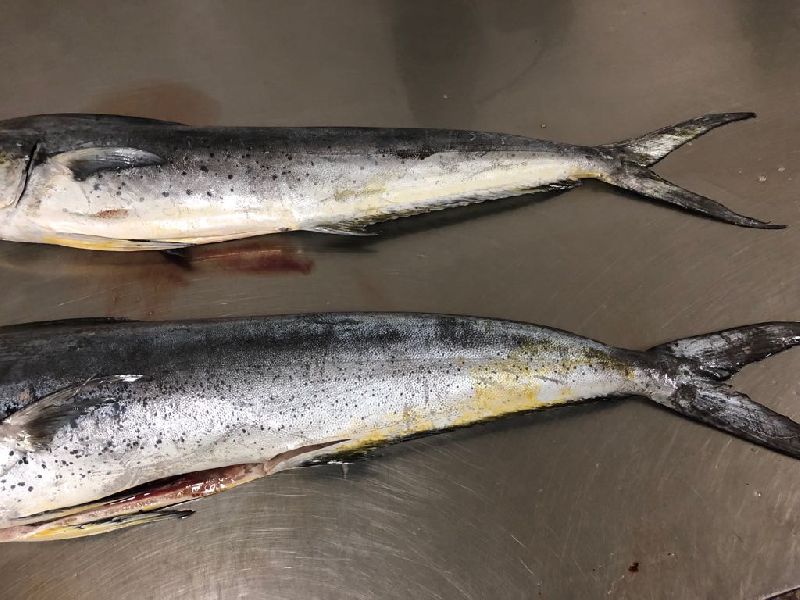 Frozen Gutted Mahi Mahi Fish, for Cooking, Certification : FDA Certified