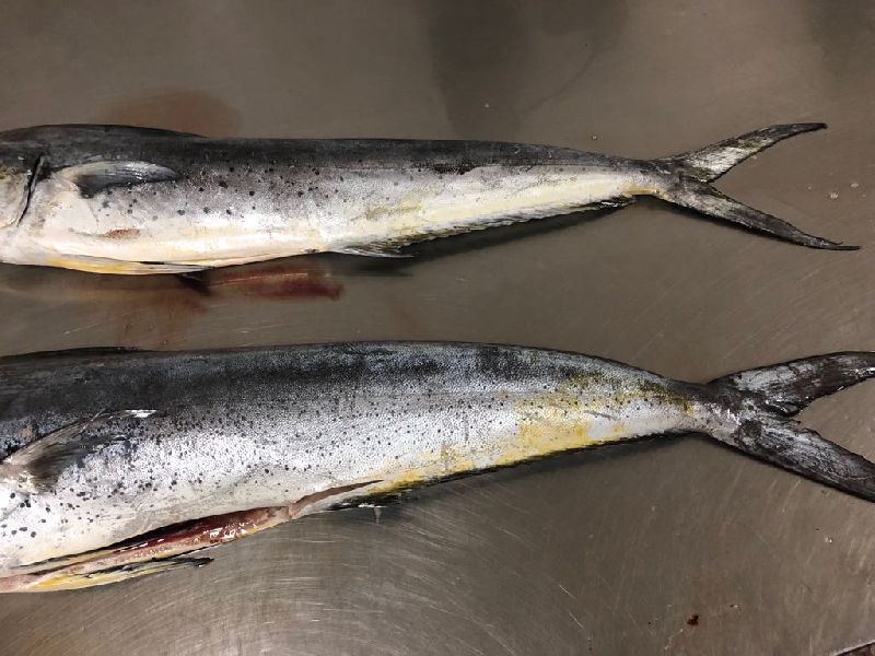 Frozen Gutted Mahi Mahi Fish