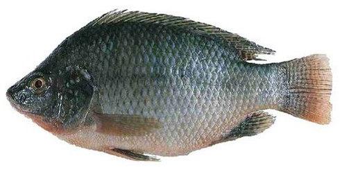 Frozen Tilapia Fish, for Human Consumption, Feature : Good Protein