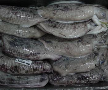 Frozen Whole Cuttlefish