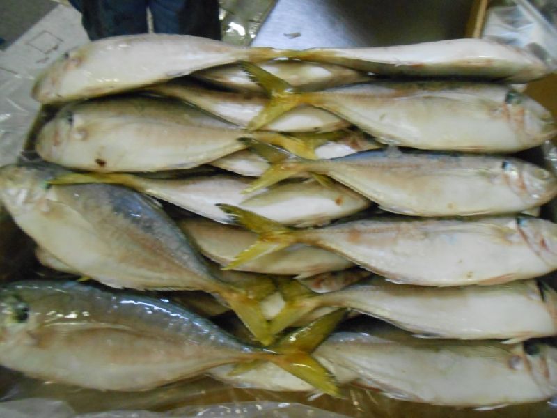 Frozen Yellow Tail Scad, for Cooking, Feature : Healthy To Eat