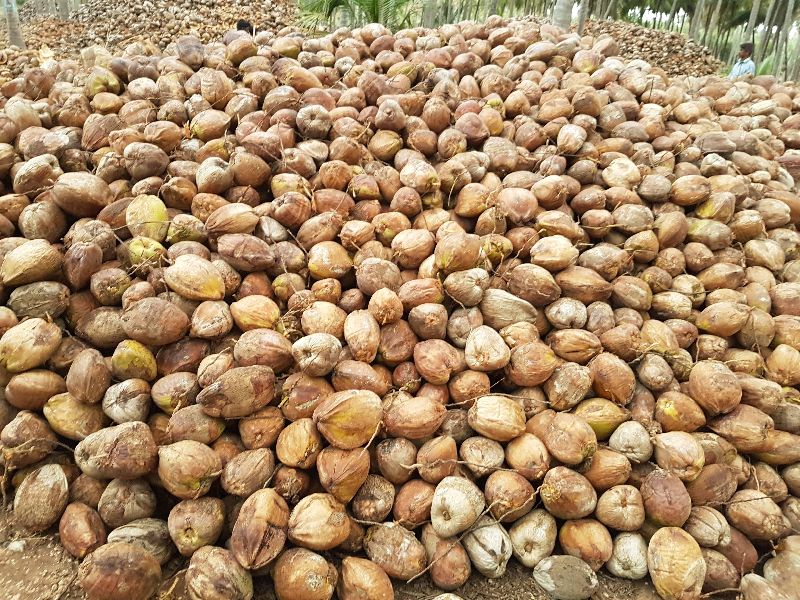 Coconut, Color : Brown