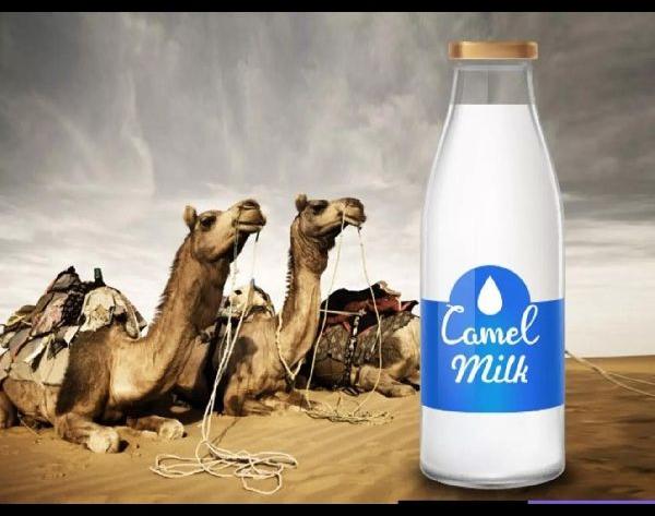 Camel milk, for Food, Form : Liquid