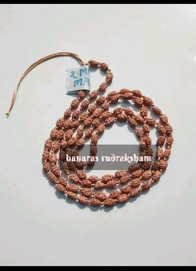 2 Mukhi Rudraksha Mala, for Religious, Feature : Controls Health Problems