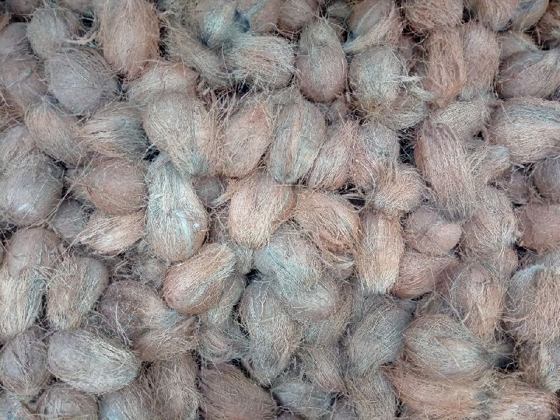 Organic Semi Husked Coconuts, Color : Brown