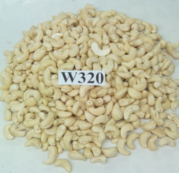 AGS ABOORVAM Curve WW 320 Cashew Nuts, for Food, Certification : FSSAI Certified