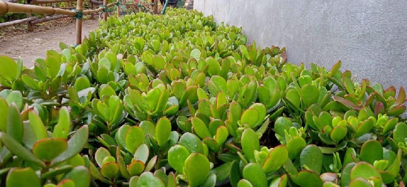 Succulent, For Decoration, Gardening, Landscaping Trees, Color : Green