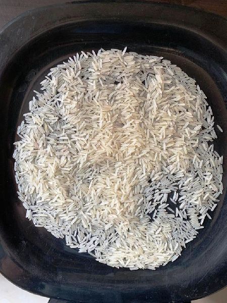1509 Basmati Creamy Sella Rice, for Cooking, Human Consumption, Style : Fresh
