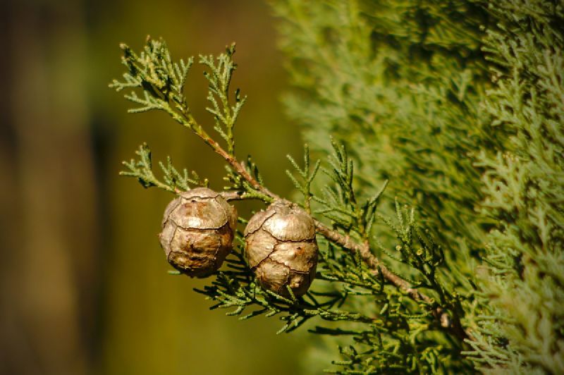 Organic Cypress Oil, Packaging Type : Plastic Bottels