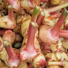 Natural Galangal Oil, for Aroma Insence